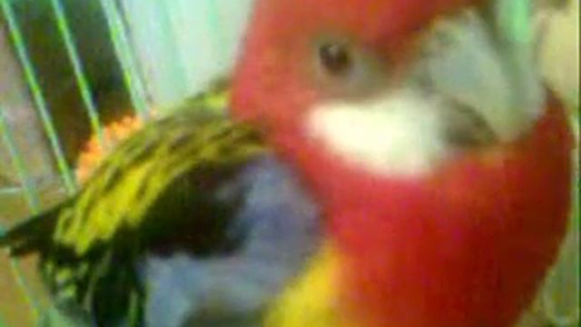 Розелла повторяет свист Rosella  Whistles