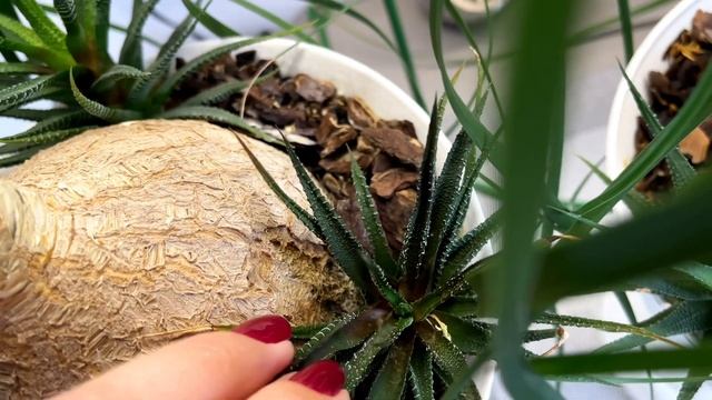 Нолина. Бокарнея. Черенкование и размножение. Образование каудекса. Мой опыт. Цветение моих орхидей смотреть онлайн