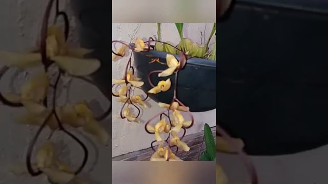 Variedad de orquideas en flor... 💕💕 смотреть онлайн