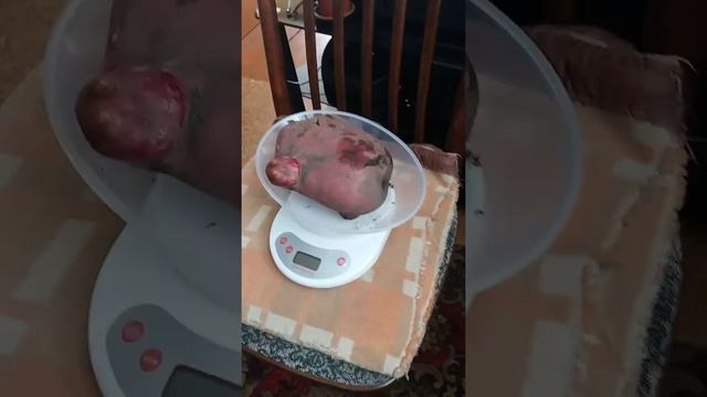 картошка 1кг 300 г смотреть онлайн