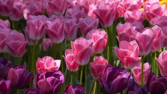 10 Медитация прочь из грибковой ловушки. Медитации Крайона смотреть онлайн