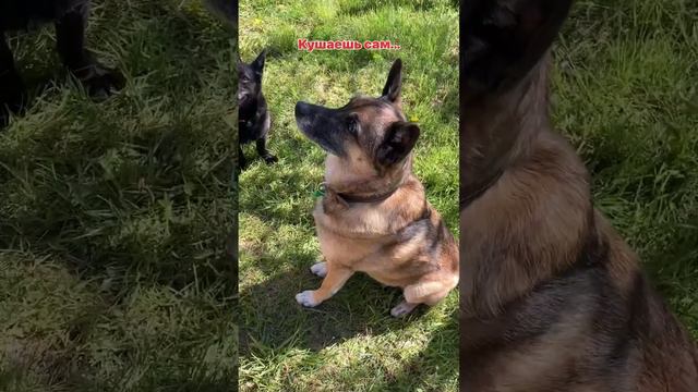 Поел сам , дай другим #деревенскаяжизнь #собаки #dog #семья #дом #еда смотреть онлайн