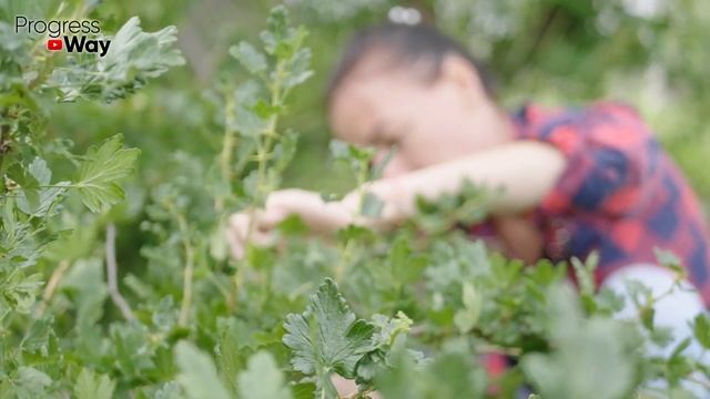 САМЫЙ ЛУЧШИЙ СПОСОБ РАЗМНОЖИТЬ КРЫЖОВНИК! Крупные саженцы за один сезон! смотреть онлайн
