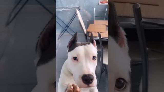 Милая собака качек