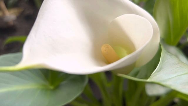 КАЛЛА ЭФИОПСКАЯ ЗИМОЙ смотреть онлайн