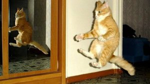 Приколы с животными до слез / Смешные кошки 2023