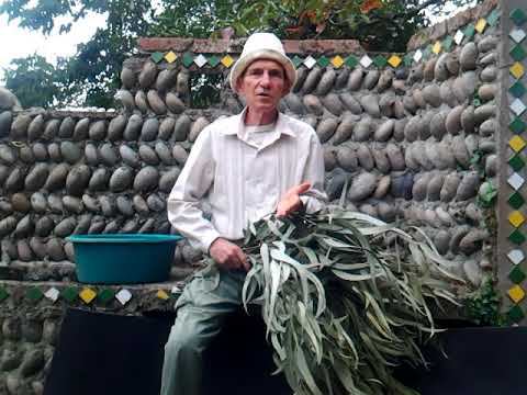 Вред ВСЕХ парных бань для любого человека. смотреть онлайн