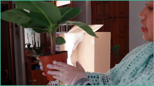 Unboxing INDOOR PLANTS | Musa Dwarf, Pilea Peperomioides, Philodendron Imperial Red | Jennel Letizi смотреть онлайн
