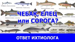 Чебак , елец или сорога?  Какая это рыба?  Ответ ихтиолога