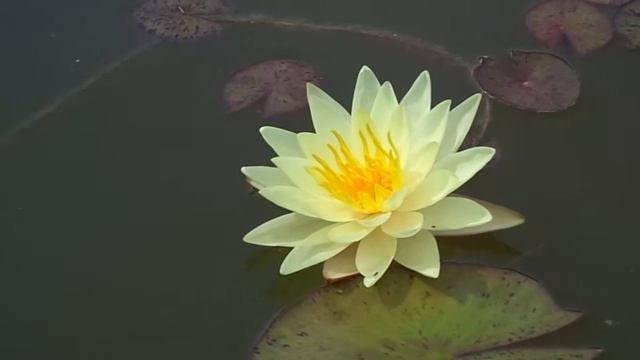 Нимфея Texas Dawn (Рассвет Техаса) кувшинка, waterlily, водные растения, пруд смотреть онлайн