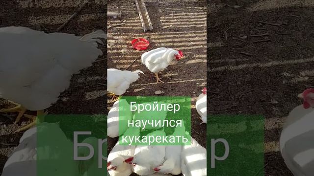 #куры #бройлер #приколы #песня #крик #петух #птицеводство #деревня #утро #осень #кукареку смотреть онлайн