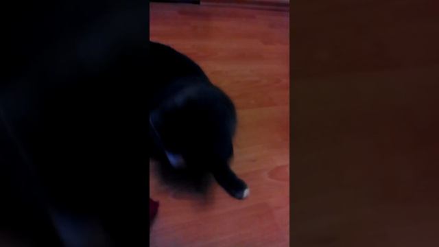 Моя кошка играет с резинкой для волос! смотреть онлайн