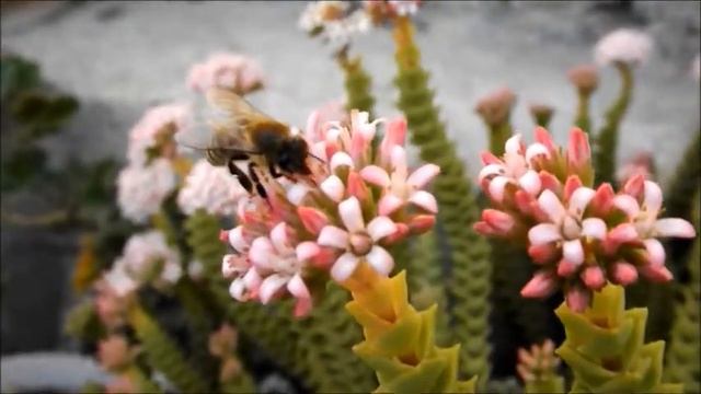 Fujifilm Finepix S4000 - Test Video