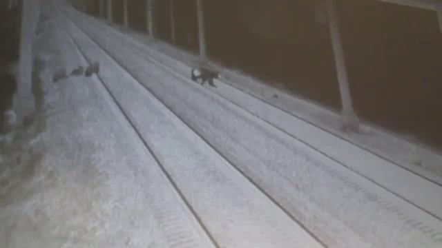 Медведица с пятью медвежатами в Тверской области смотреть онлайн