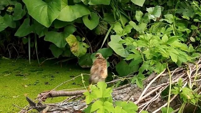 31 - Певчие птицы России * БОЛЬШАЯ ВЫПЬ * смотреть онлайн