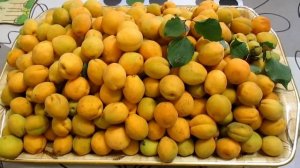 Абрикосы(жердель) поспевают.