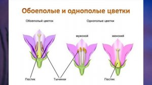"Отдел Покрытосеменные (Цветковые) растения", Биология 7 класс, Сивоглазов.mp4