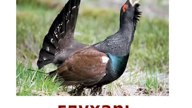 Птицы со звуками Л и ЛЬ смотреть онлайн