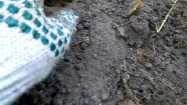 СЕРЕБРО ЗОЛОТОЙ ОРДЫ И НЕ ТОЛЬКО. МЕТАЛЛОИСКАТЕЛЬ КВАЗАР АРМ