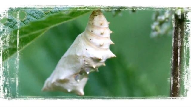 Гусеница. Насекомые. #учитьстихидляразвитияпамяти