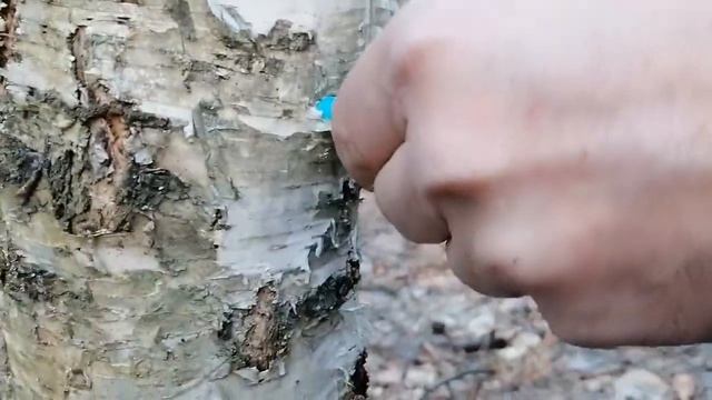 Простой способ добычи берёзового сока смотреть онлайн