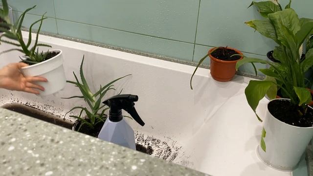 ВЛОГ: Один день из жизни! УХОД ЗА ЦВЕТАМИ И УБОРКА НА КУХНЕ смотреть онлайн