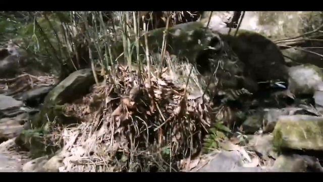 बुरांश के फूल 🌺| Rhododendron🌺|Himachal State Flower | Vlog-25 | Radkaat Pahadi | #rhododendron #hp смотреть онлайн