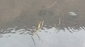 рибалка карас