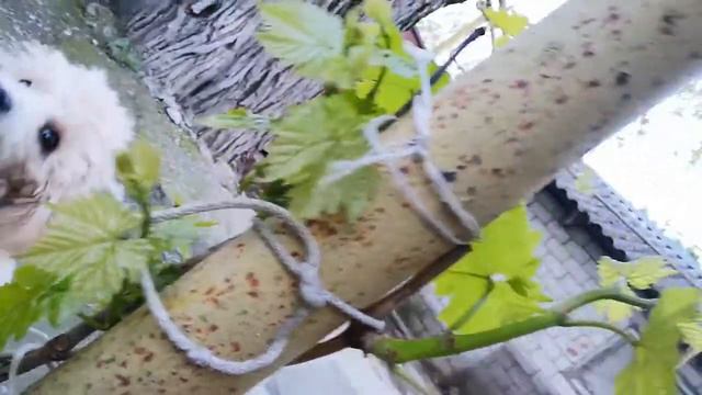 Доставка с магазина. смотреть онлайн