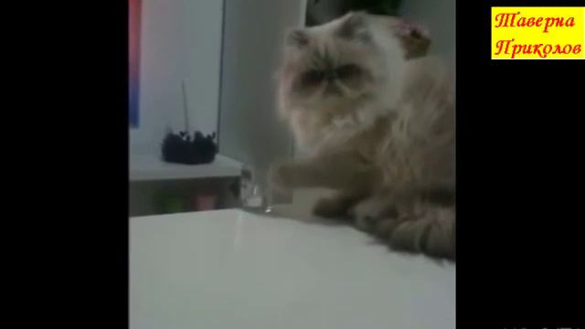 ХОЧЕШЬ ПОРЖАТЬ? ПРИКОЛЫ 90 УРОВНЯ #2