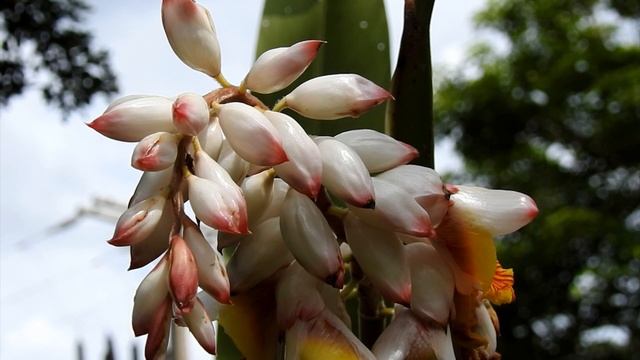 GENGIBRE CONCHA (ALPÍNIA ZERUMBET), SHELL GINGER, Fazer mudas veja o Passo a Passo no final do víde смотреть онлайн
