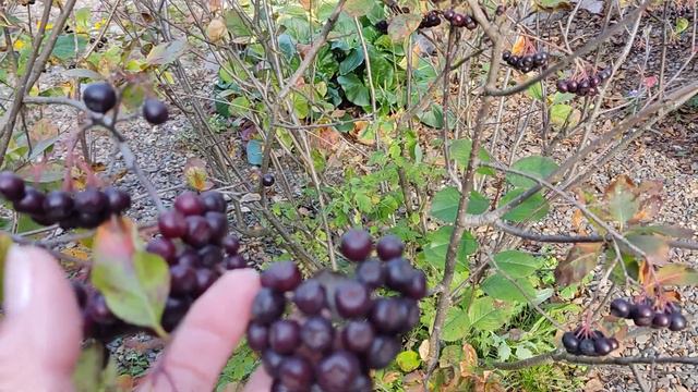 Наконец Приехала на Дачу! Про ЧЕРНОПЛОДНУЮ РЯБИНУ! Польза Аронии Черноплодной! смотреть онлайн