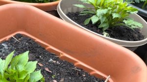 Георгины Низкорослые в Горшках. Мой Простой уход .