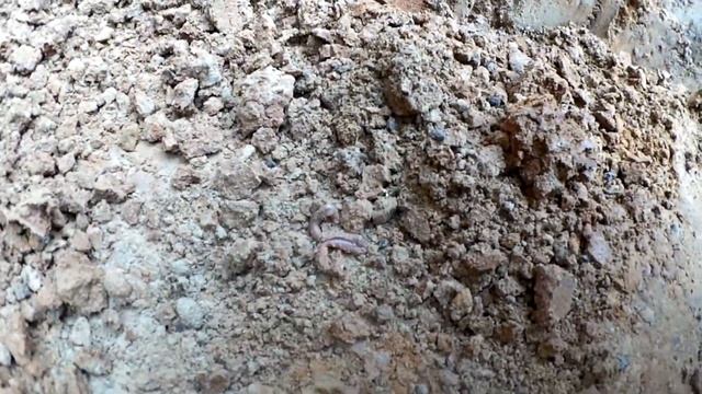 ДОКОПАЙСЯ! Где живут большие черви? смотреть онлайн