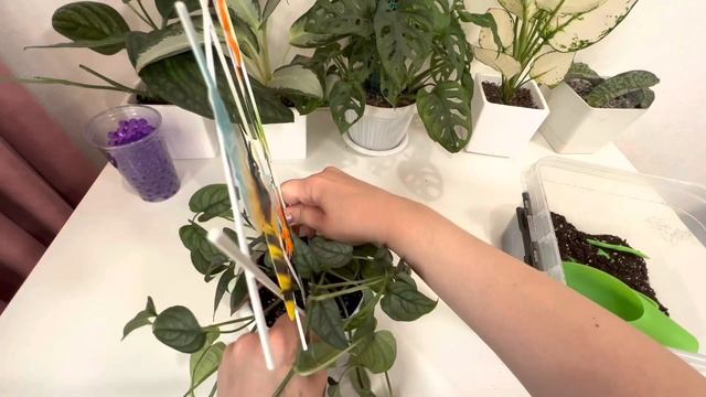 Монстера сильтепекана эль Сальвадор / Monstera siltepecana El Salvador / #монстера смотреть онлайн