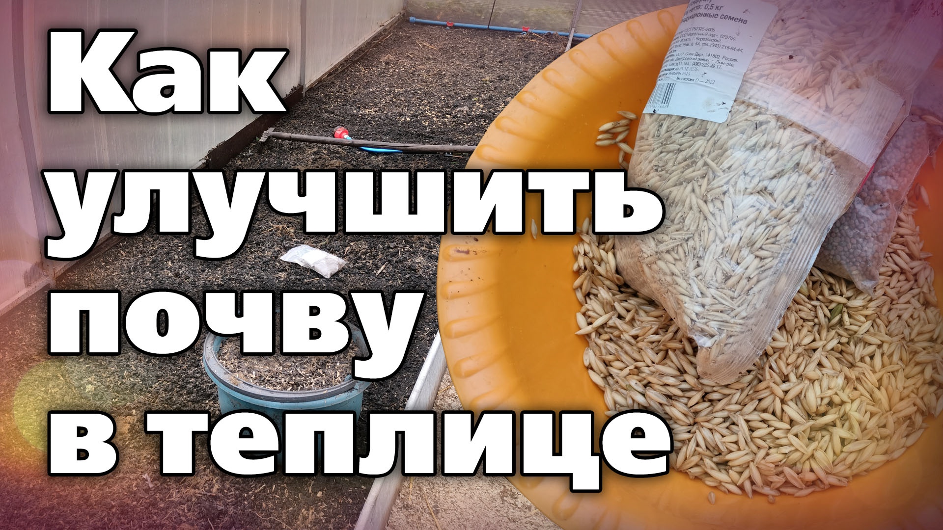 Посев сидератов в теплице осенью. Какие выбрать, как посеять смотреть онлайн