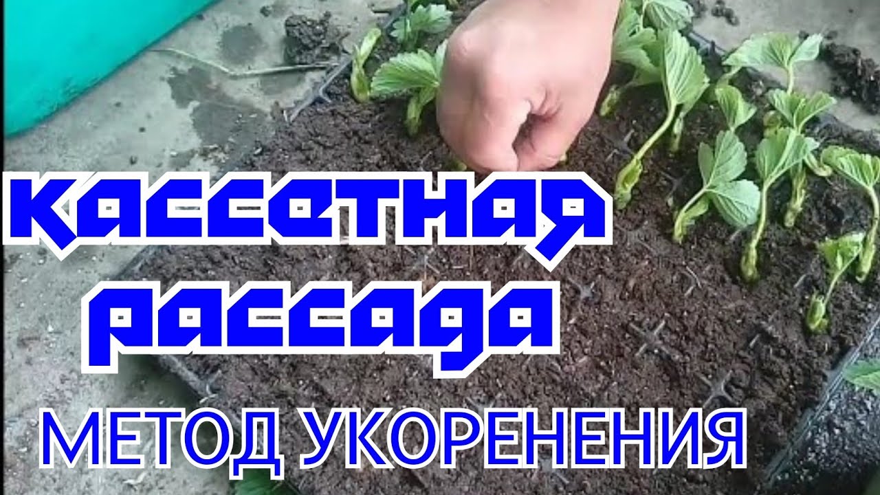 Сажаем кассетную рассаду клубника Кабрилло! смотреть онлайн