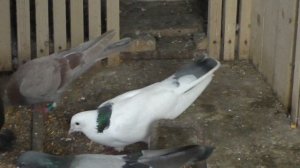 Бакинские голуби линии Октая и Арифа , отвечаю на вопросы . Сизые шейки, сизопёрые  и т.д. #pigeons