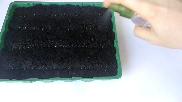 ЭУСТОМА! 8 ДНЕЙ С МОМЕНТА ВСХОДОВ | АНАЛИЗ РОСТА ЛИЗИАНТУСА НА РАЗНЫХ ЭТАПАХ смотреть онлайн