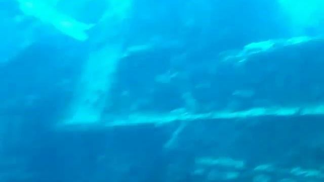 кораблекрушение подводное плавание с аквалангом смотреть онлайн