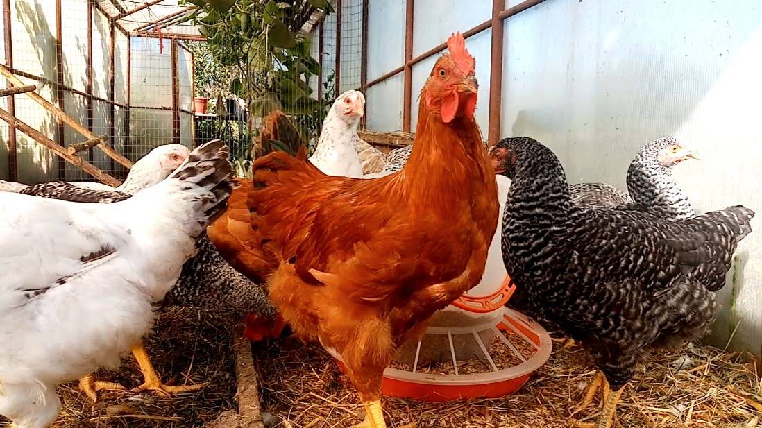 Сделай ТАК и УВЕЛИЧИШЬ яйценоскость у кур. смотреть онлайн