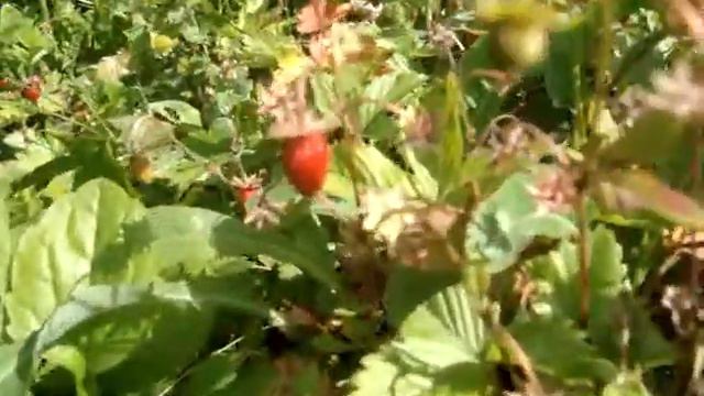 Квіти (лілія, дельфіній) та ягоди (ожина, малина, смородина, лісова та садова суниця) в моєму саду смотреть онлайн