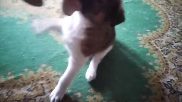 Собакина- зайку,в добрые руки.