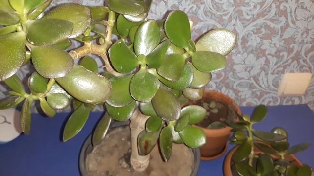 Толстянка(денежное дерево) смотреть онлайн