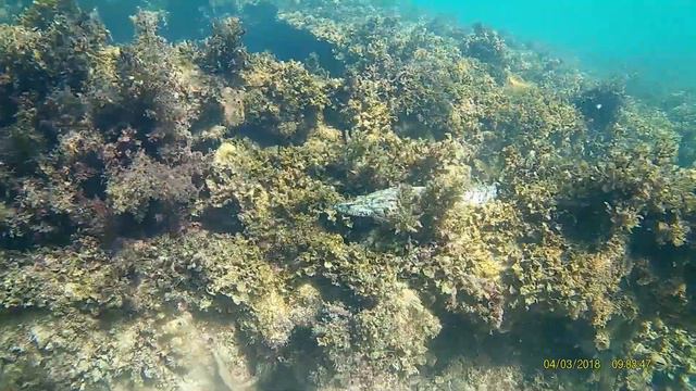 Flathead at the Omeo Dive Wreck Trail Coogee Western Australia смотреть онлайн