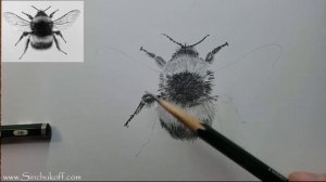 как нарисовать шмеля рисунок шмеля карандашом юрий синчуков