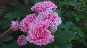 розы БЬЯНВЕНЮ и ПЬЕР де РОНСАР первая волна