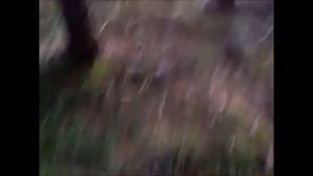 прикол. спящая лиса. охота. joke. sleeping fox смотреть онлайн
