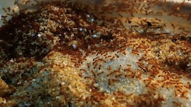 Monomorium pharaonis [Mrówka faraona] - Arena смотреть онлайн