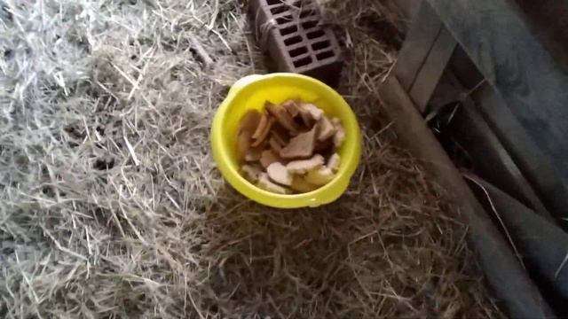 #Goats#Babu#Goat#Козы#Завтрак#Хлеб. Маленькие Козлята 🤩 смотреть онлайн